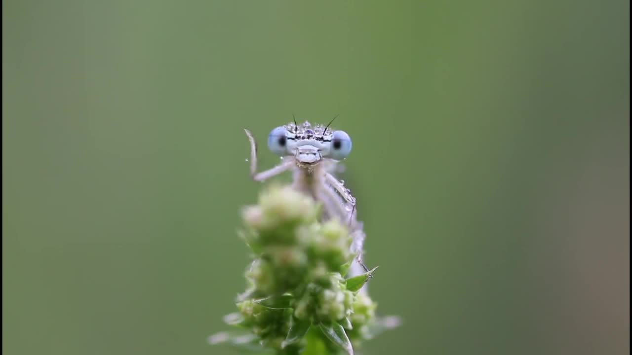 dragonfly saluting