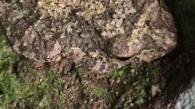 Gray Tree Frog 🐸 | Gas Gemba | Color Change Frog | Rainy Forest Frog