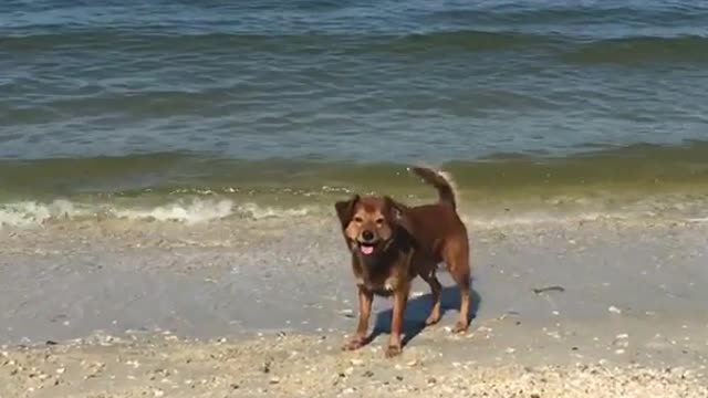 Whistle at brown dog next to beach