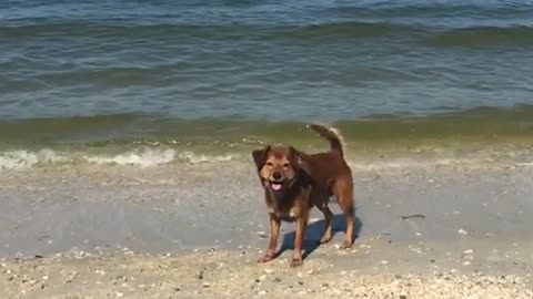 Whistle at brown dog next to beach