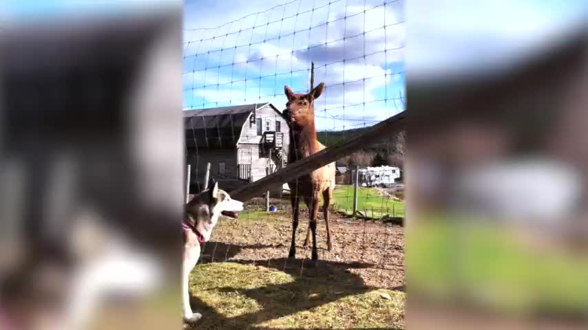 Siberian Husky Vs Wapiti – Interesting Encounter | Funny Dogs Video