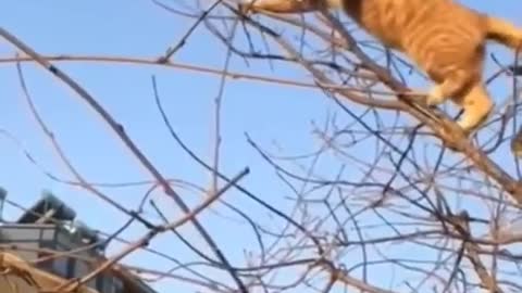 Cat and bird fighting