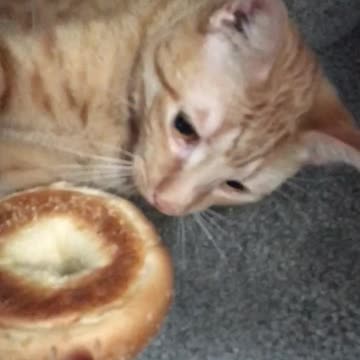 Cat Burglar Steals Woman's Bagel And Takes Off