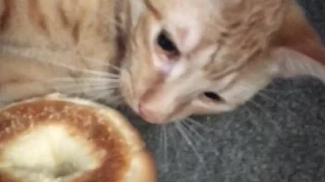 Cat Burglar Steals Woman's Bagel And Takes Off