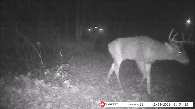 Backyard Trail Cam - Big Buck