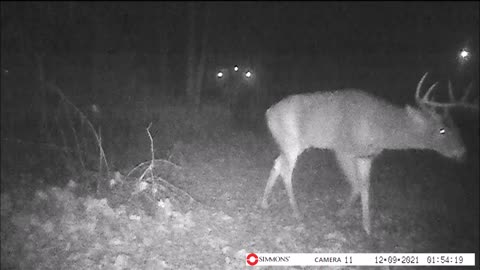 Backyard Trail Cam - Big Buck