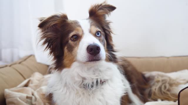 Beautiful dog! :) He has beautiful eyes