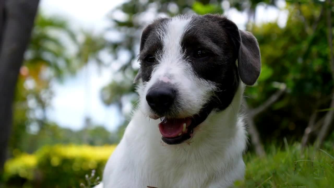 Adorable Puppy Dog in the Yard. Slow Motion