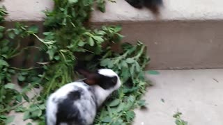 Baby rabbits love green food 🥝🙂🥝🙂