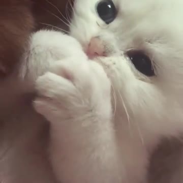 Baby Kitten Licking Her Cute Finger