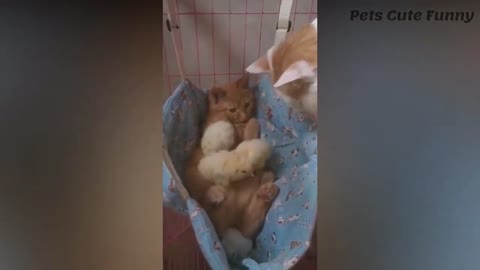 these very funny cats