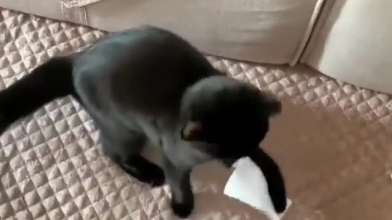 Funny Animal Videos 2024 Best Dogs And Cats Videos πΊπ # 22