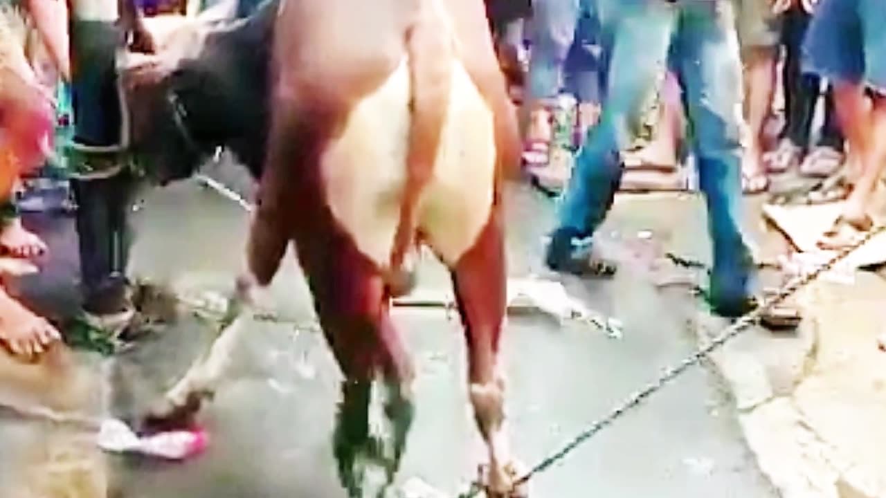 Don’t Laugh: Cow Goes Berserk, Doesn’t Want to Be Slaughtered