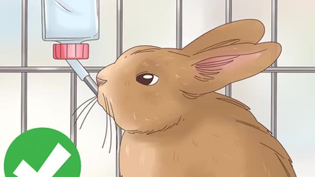 How to Treat Diarrhea in Rabbits