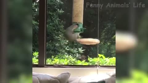 crazy animals videos