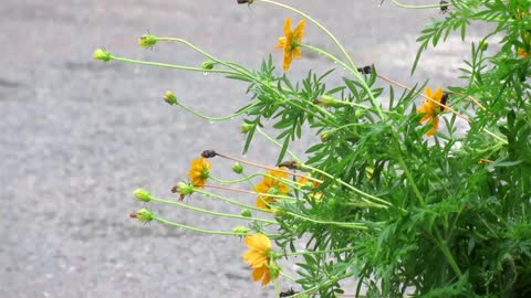 Rain sounds, rain sounds music, Rain sounds for sleeping, relaxing rain sounds, Soothing Relaxation