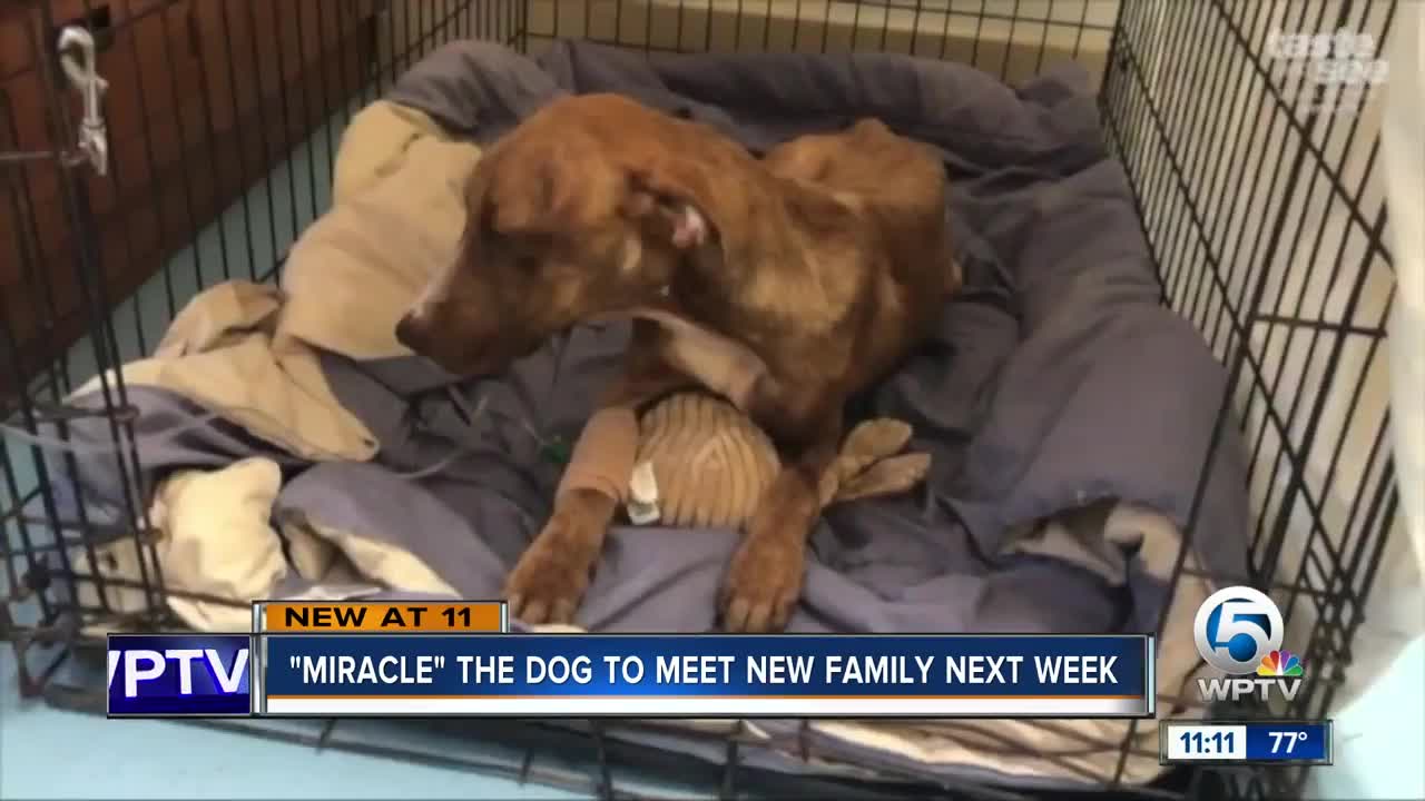 'Miracle' the dog to meet new family next week