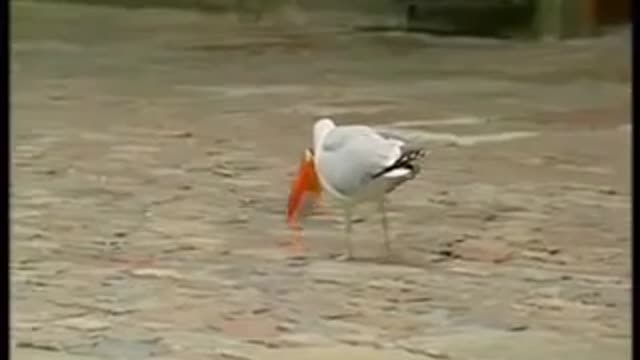 Clever seagull walks into store and steals a sandwichh