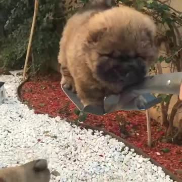 Shovelful full of Puppy!