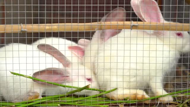 funny animals