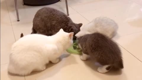 A few kittens are eating. They are delicious. Are they so delicious