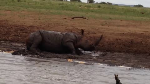 Rhino in mud