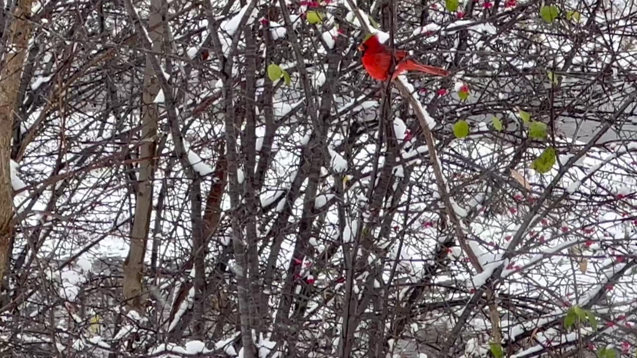 Winter Cardinal. My favourite 😍