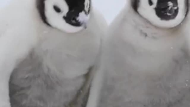 Emperor Penguins Hug To Keep Warm