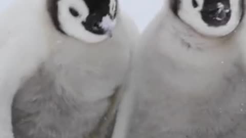 Emperor Penguins Hug To Keep Warm