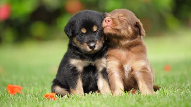 Cachorros hermanos jugando