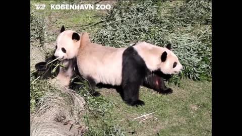 The male panda in the Copenhagen Zoo is as good as taking a hint as I am