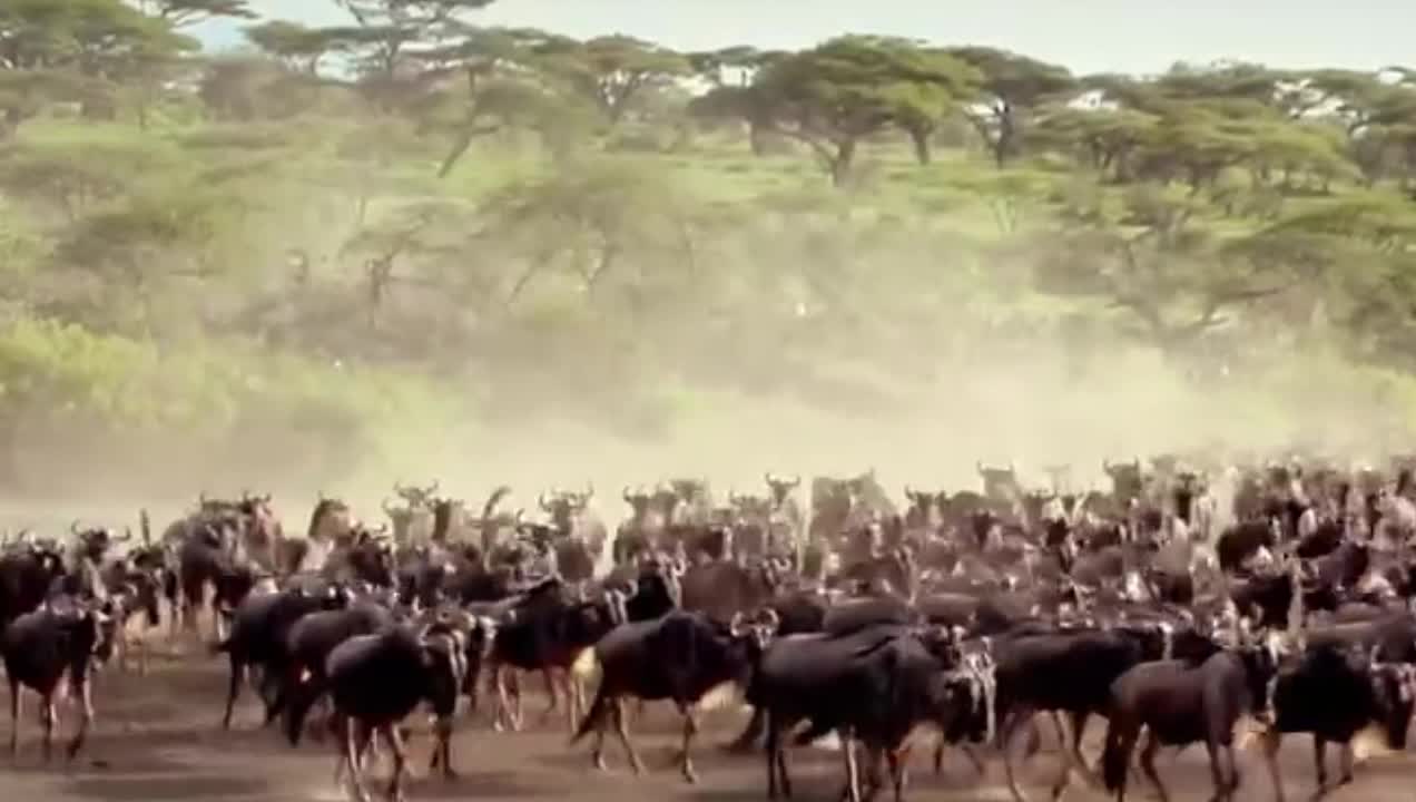 Herd cattle across the river