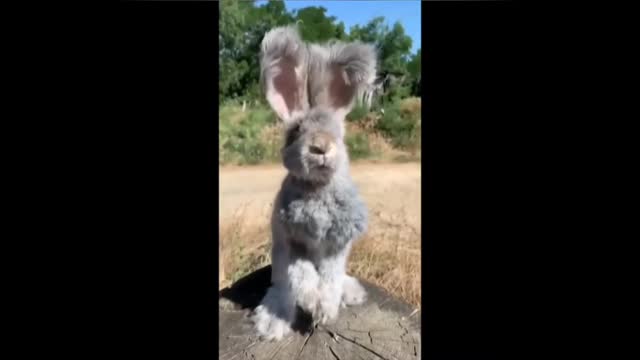 Funny pet video "having fun with pet"