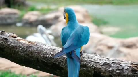 Parrot talking funny video 2022😃