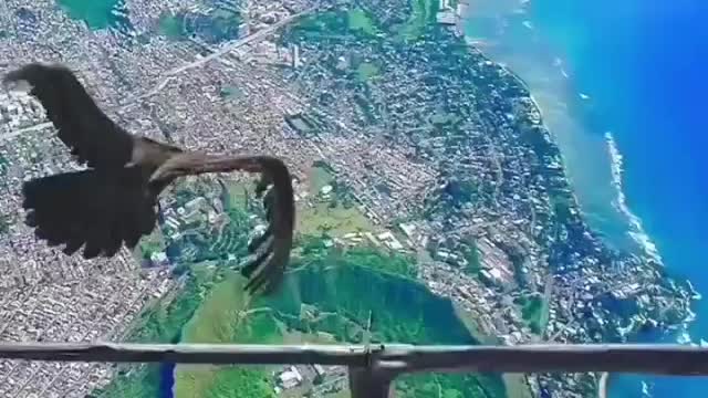 Das Beste. Die Atmosphäre mit dem Schönsten. Ein Vogel namens Falke