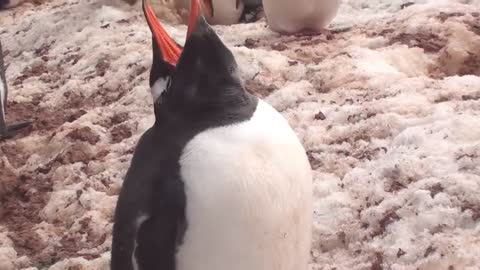 Funny and Cute Emperor Penguins: Try Not To Aww, Try Not to Laugh Challenge