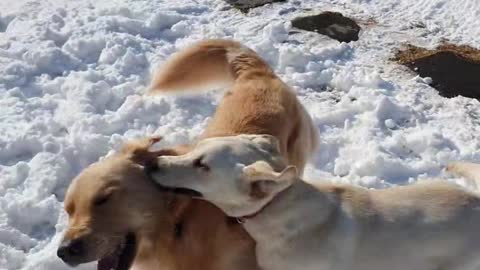 Labrador Retriever Exciting with Snow