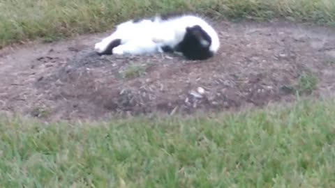 Oreo rolling