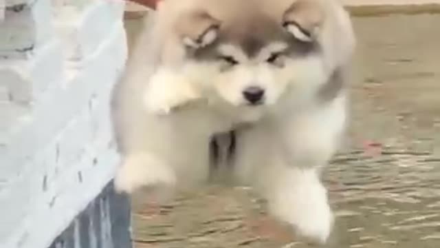 Cute puppy