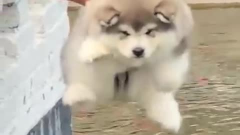 Cute puppy