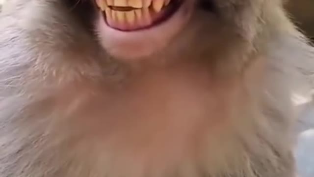 Laughter monkey