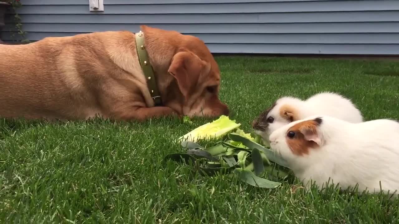 Confused dog thinks he's a big guinea pig