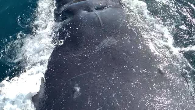 Whale Sprays Tourists as It Breaches Next to Boat