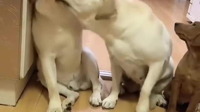 Baby Dogs Cute and Funny Dog Videos #4 | Funny Puppy Videos 2022