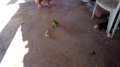 The chick fought with the parrot !!!🤣🤣🤣