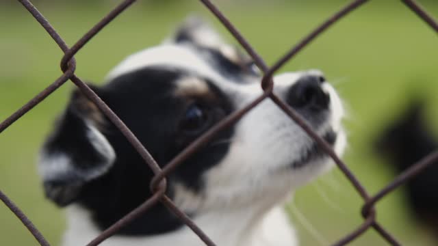 Black and White Strip little dog