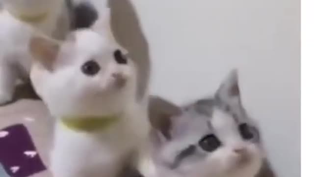 funny cats - funny cat videos 2021 🐱 try not to laugh or grin 😂 challenge - very funny cats l Shorts