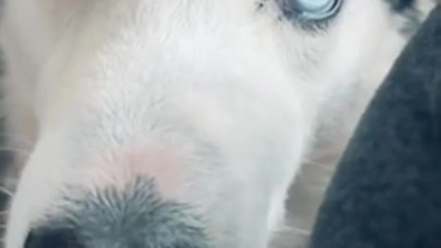 Smart Cute Funny Husky reaction!