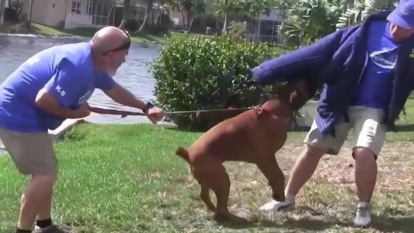 Make Your Dog Fully Aggressive whith sum simple tricks