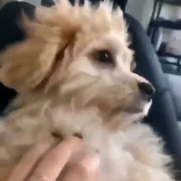 a dog woke up shocked by his mistress